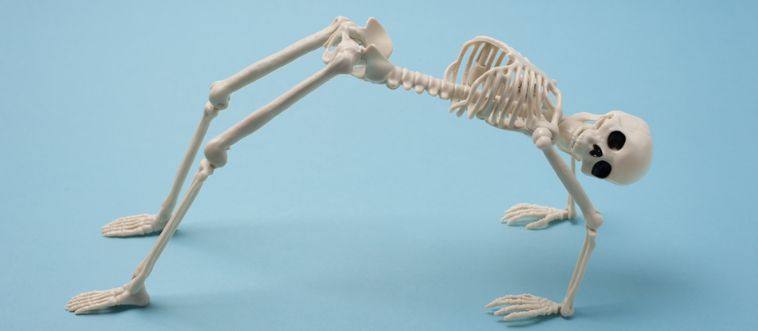 OGA! Exactly how many bones are stacked inside a human skeleton?
