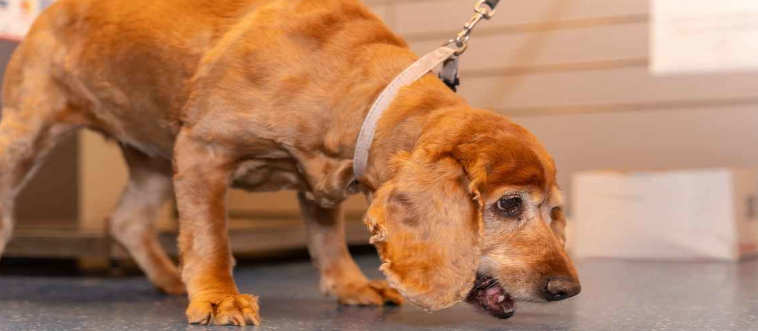 Your pooch is losing his lunch repeatedly today. What is your move?