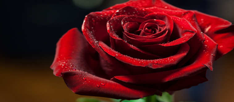 Can you name this particular blossom?