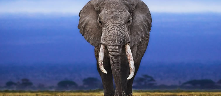 Which colossal critter currently holds the title of largest land mammal?
