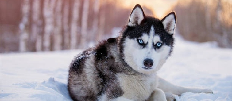 Identify This Canine:
A lupine lookalike with a dense double coat, pointed ears, and icy blue or mismatched eyes — originally a Siberian sled-hauling machine.